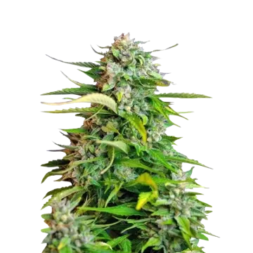 Critical cannabisplant
