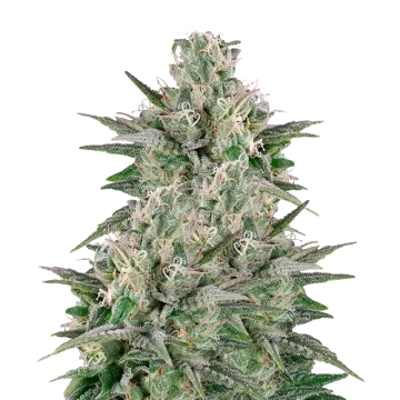 Critical White cannabisplant