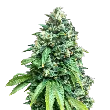 Crunch Berries cannabisplant