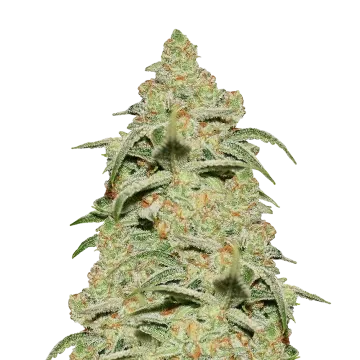 Crystal cannabisplant