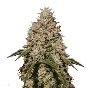 Death Star cannabisplant