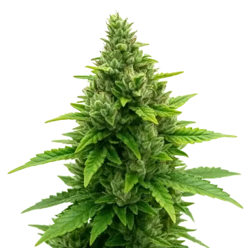 Diesel Auto cannabisplant