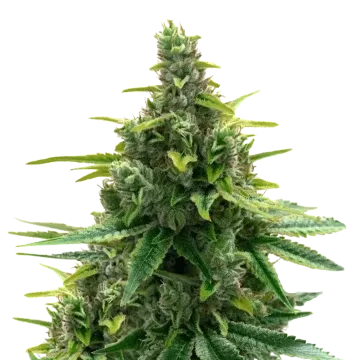 Diesel cannabisplant