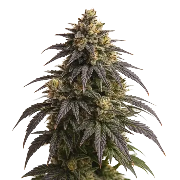 Do-si-Dos Auto cannabisplant