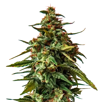 Doug's Varin cannabisplant