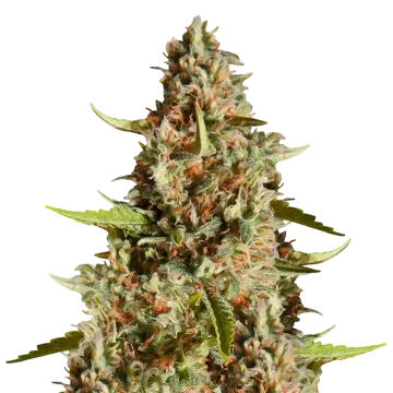 Fire OG cannabisplant