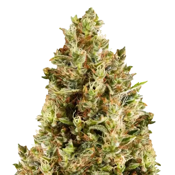 Forbidden Fruit cannabisplant