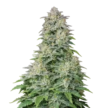 Forbidden Runtz Auto cannabisplant