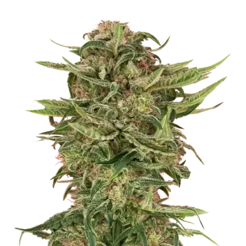 G13 cannabisplant