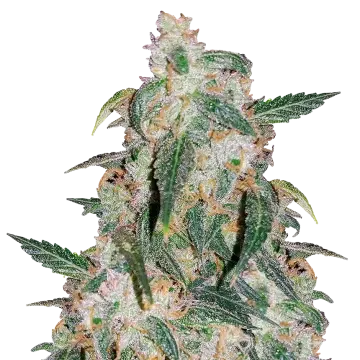 Gary Payton cannabisplant