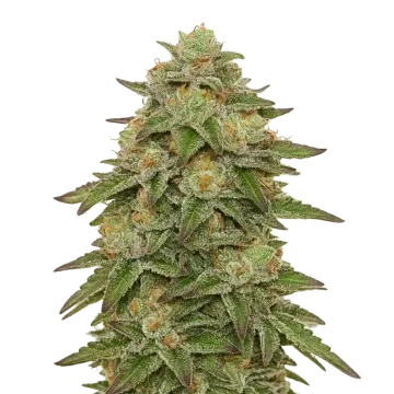 Gelato Auto cannabisplant