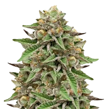 Gelato cannabisplant