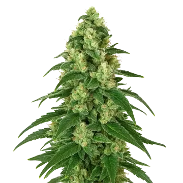 Girl Scout Cookies Auto cannabisplant