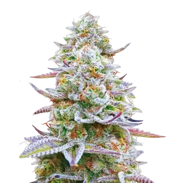 Glitter Bomb cannabisplant