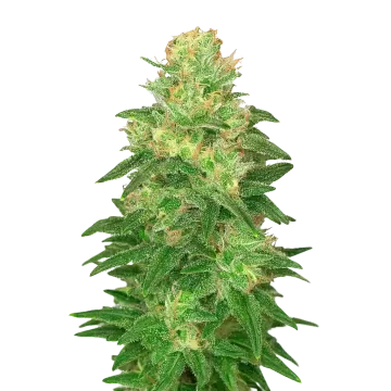Glookies Auto cannabisplant