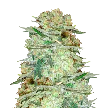 Glookies cannabisplant