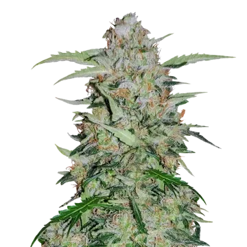 GMO Cookies cannabisplant
