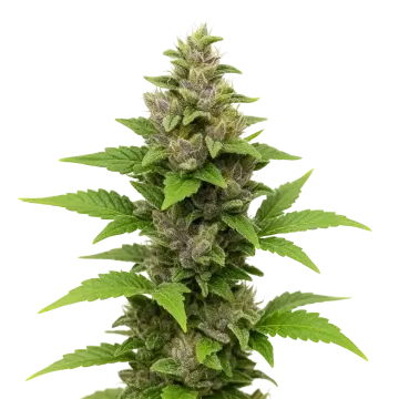 Godfather OG Auto cannabisplant