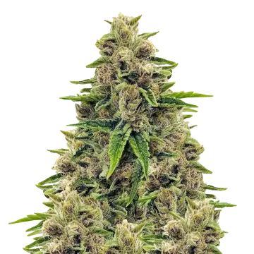 Godfather OG