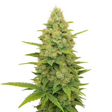 Gold Leaf Auto cannabisplant
