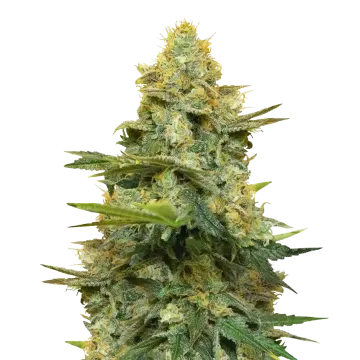 Gold Leaf cannabisplant