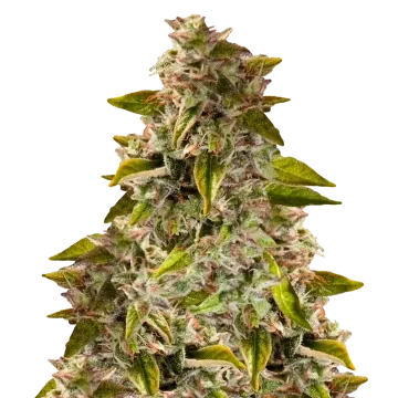 Golden Goat cannabisplant