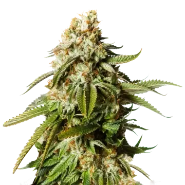 Gorilla Glue
