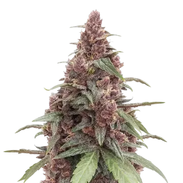 Grandmommy Purple cannabisplant