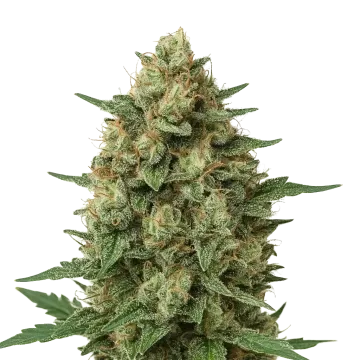 Grape Ape Auto cannabisplant