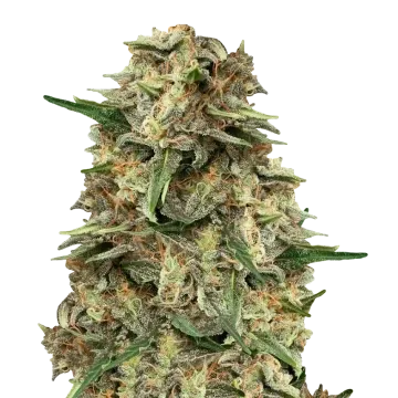 Grape Ape cannabisplant