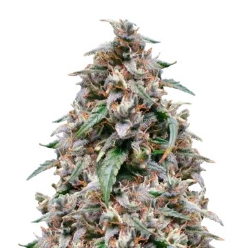 Grease Monkey cannabisplant