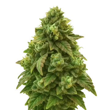 Green Crack Auto cannabisplant