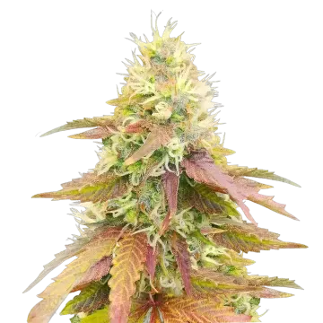 Gumbo cannabisplant