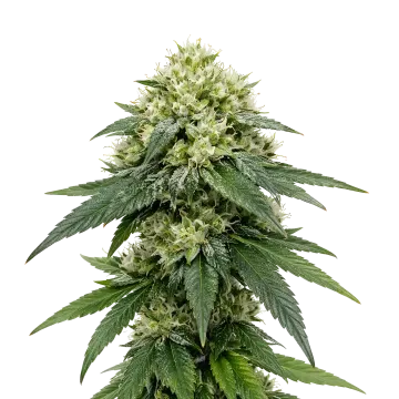 Gush Mints Auto cannabisplant