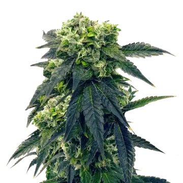 Gush Mints cannabisplant