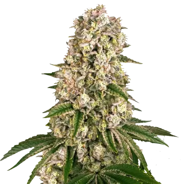 Hash Plant cannabisplant
