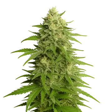 Haze Auto cannabisplant