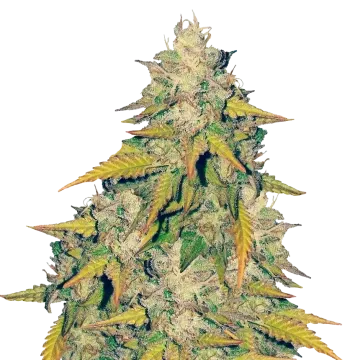 Headband cannabisplant