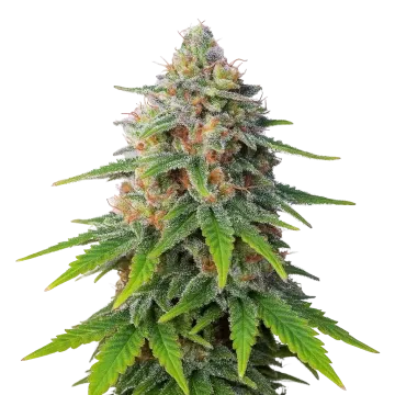 Hellfire OG Auto cannabisplant