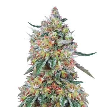 Hellfire OG cannabisplant