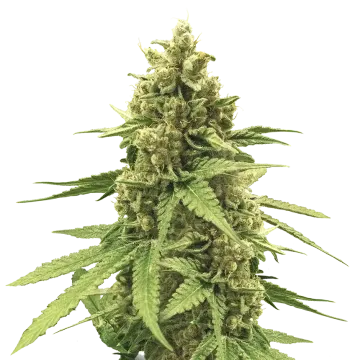 Humboldt cannabisplant