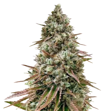 Ice Cream Cake cannabisplant