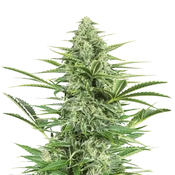 Island Sweet Skunk cannabisplant