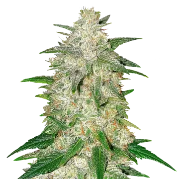 Italian Ice cannabisplant