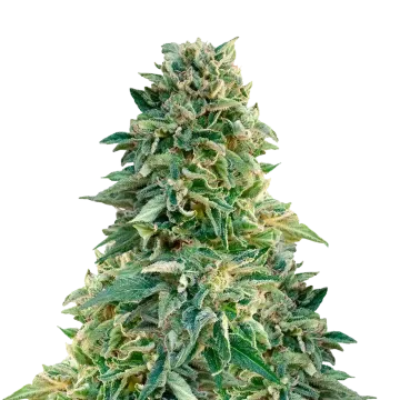 Jack Herer cannabisplant