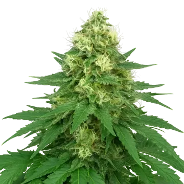 Jack Widow Auto cannabisplant