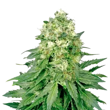 Jack Widow cannabisplant