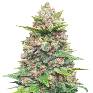 Jealousy cannabisplant