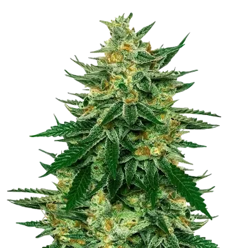 Jet Fuel cannabisplant