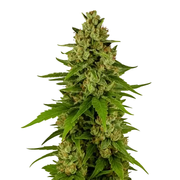 Kiwi Kush Auto cannabisplant